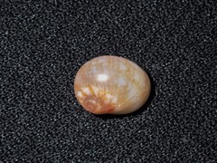 Natica pseustes