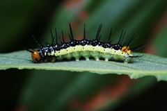 Lepidoptera