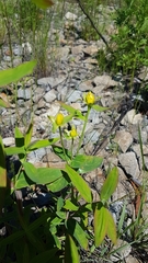 Hypericum ascyron gebleri