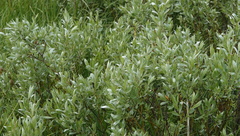 Salix wolfii