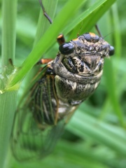 Cryptotympana facialis