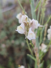 Linaria nivea
