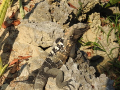 Ctenosaura oedirhina
