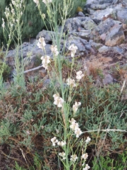 Linaria nivea