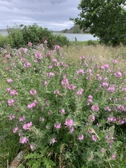Ononis spinosa hircina