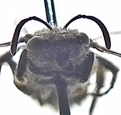 Lasioglossum versatum