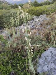 Linaria nivea