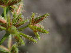 Cyperus dentatus