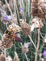 Sceliphron caementarium