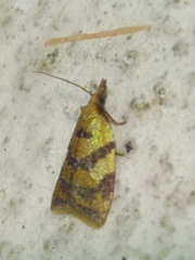 Sparganothis pilleriana