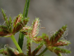Cyperus dentatus