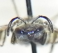 Lasioglossum versatum