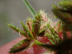 Cyperus dentatus