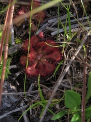 Drosera