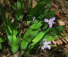 Iris cristata