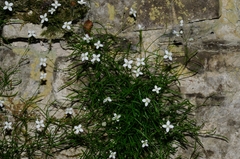 Moehringia muscosa