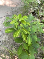 Lespedezinae