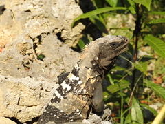 Ctenosaura oedirhina