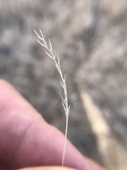 Festuca octoflora