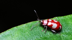 Omophoita sexnotata