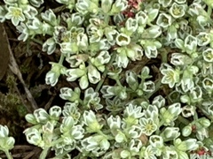 Scleranthus perennis
