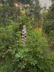 Lupinus perennis