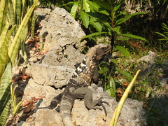Ctenosaura oedirhina