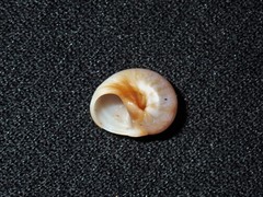 Natica pseustes