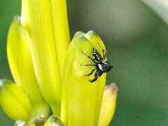 Paraphidippus aurantius