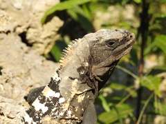 Ctenosaura oedirhina
