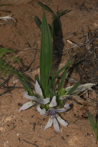 Babiana scabrifolia