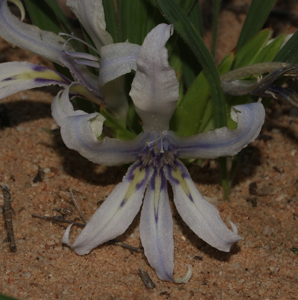 Babiana scabrifolia, Matzikama Local Municipality, South Africa