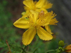 Hypericum perforatum perforatum