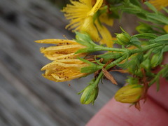 Hypericum perforatum perforatum