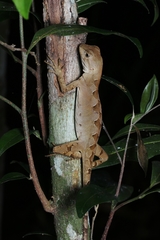 Enyalius