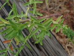 Hypericum perforatum perforatum