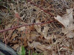 Hypericum perforatum perforatum