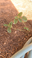 Rhynchosida physocalyx