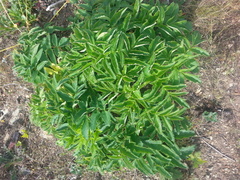 Angelica hendersonii