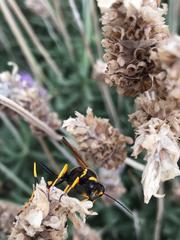 Sceliphron caementarium