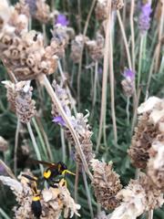 Sceliphron caementarium