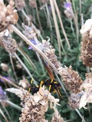 Sceliphron caementarium