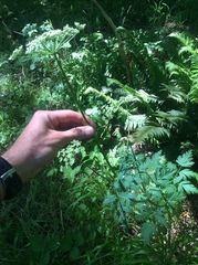 Ligusticum apiifolium