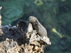 Ctenosaura oedirhina