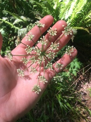 Ligusticum apiifolium