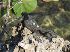 Ctenosaura oedirhina