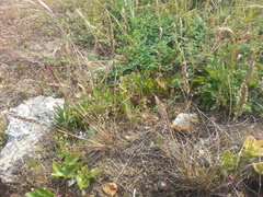 Poa unilateralis