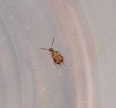 Callosobruchus maculatus