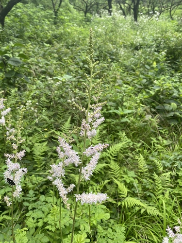 Astilbe microphylla iNat (2)