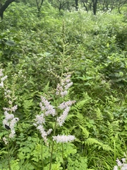 Astilbe microphylla